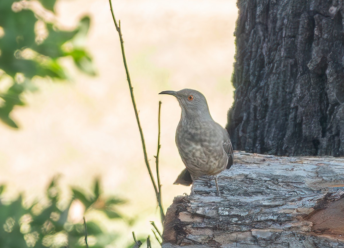 Curve-billed Thrasher - ML627662728