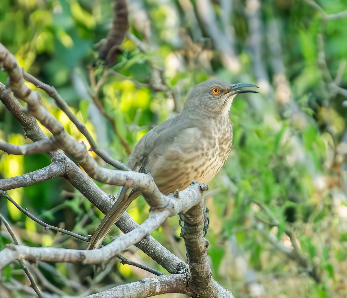 Curve-billed Thrasher - ML627662730