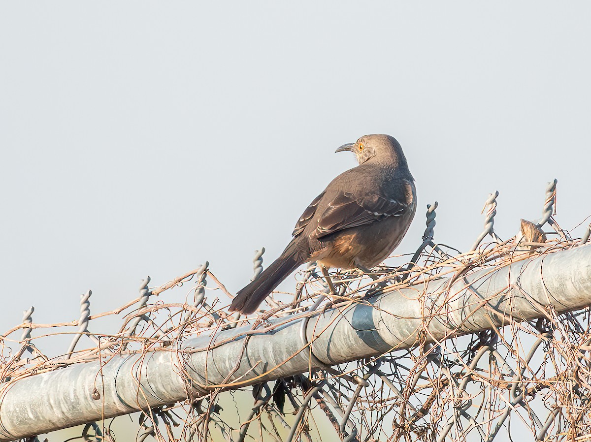 Curve-billed Thrasher - ML627662731