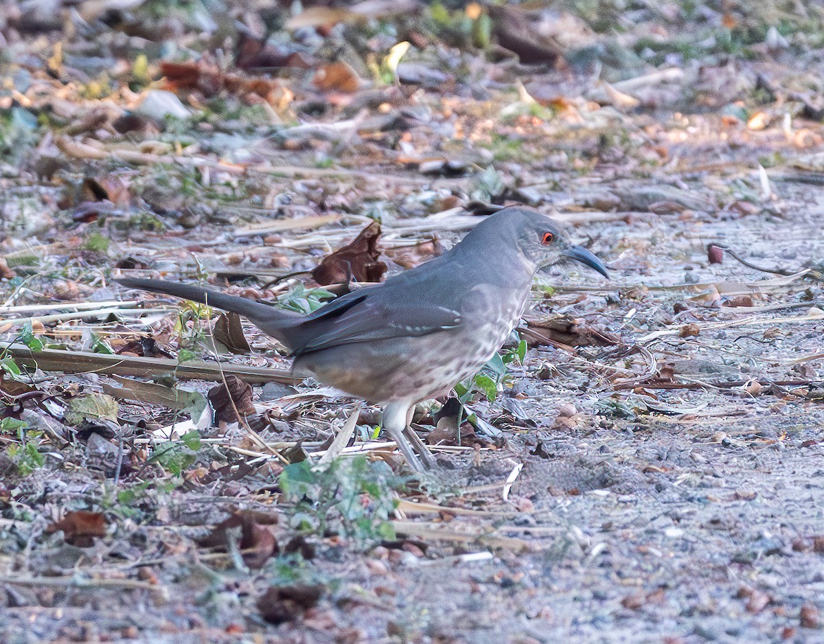 Curve-billed Thrasher - ML627662732