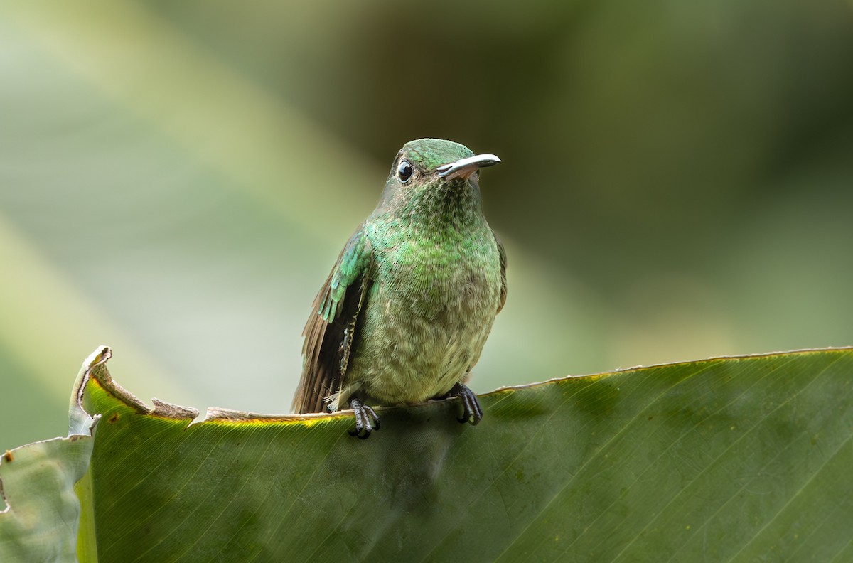 Colibri de Cuvier - ML627662756