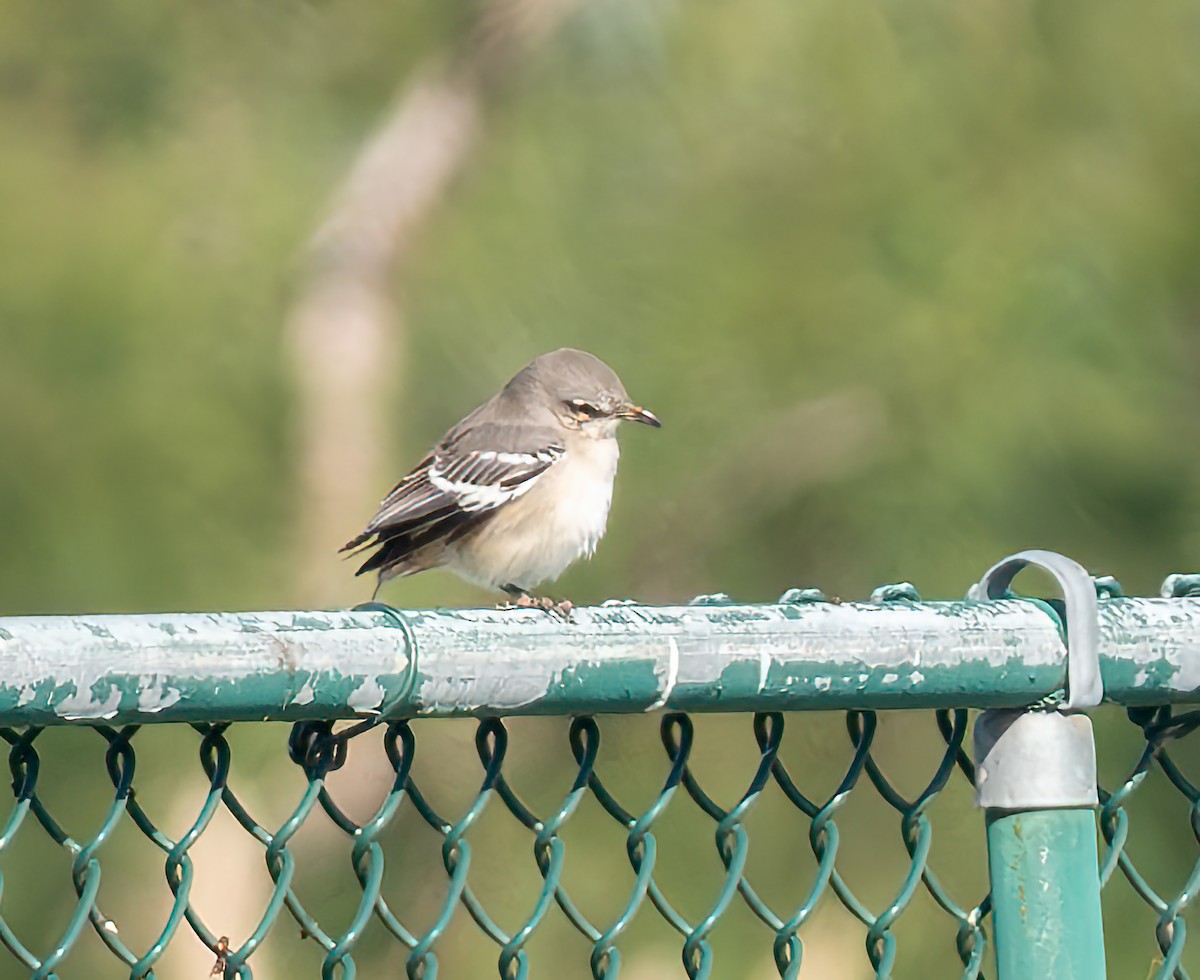 Northern Mockingbird - ML627662762