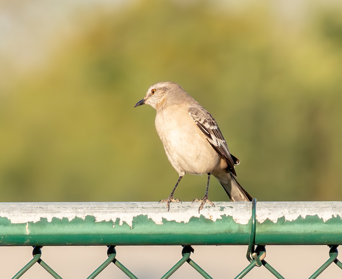 Northern Mockingbird - ML627662763