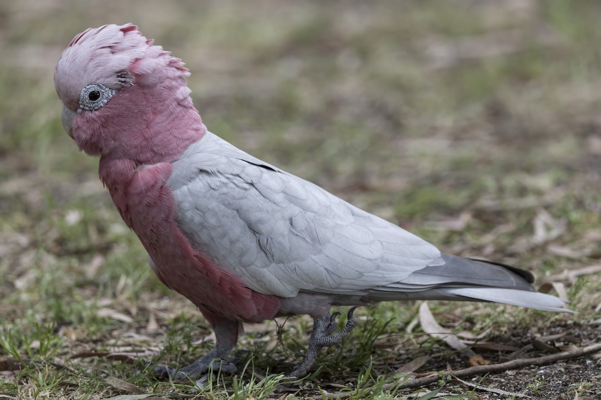 Galah - ML627662770
