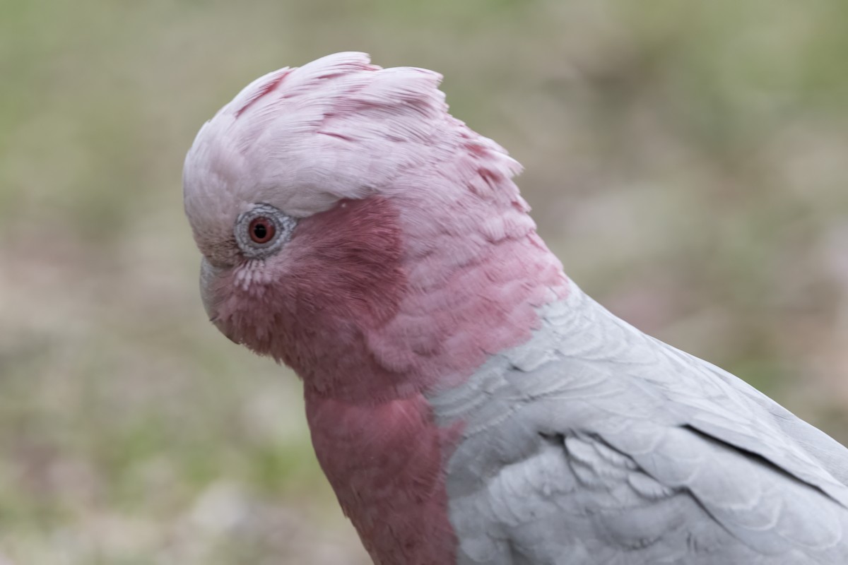 Galah - ML627662771