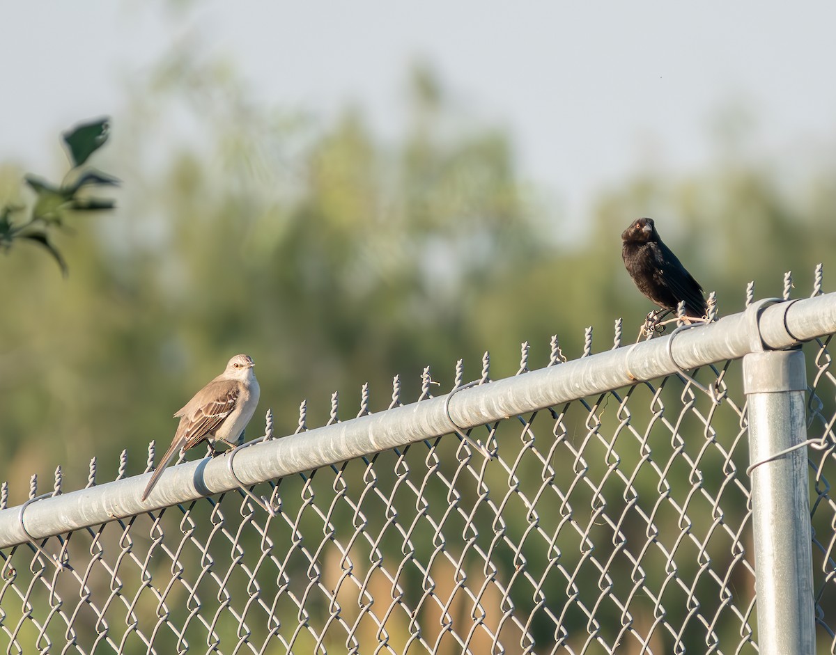 Bronzed Cowbird - ML627662786