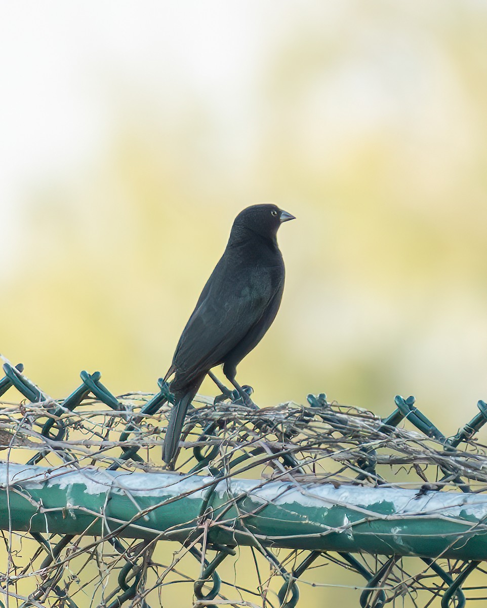 Bronzed Cowbird - ML627662787