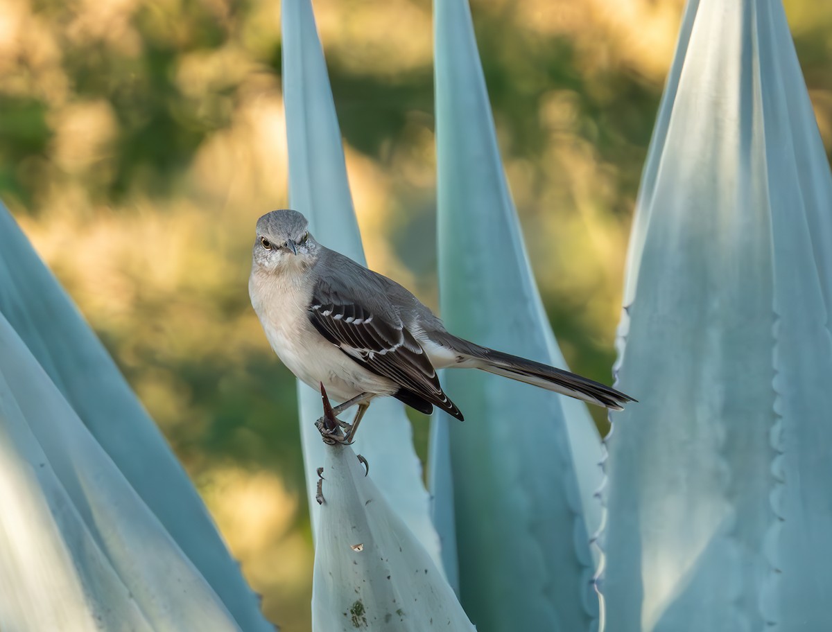 Northern Mockingbird - ML627662812