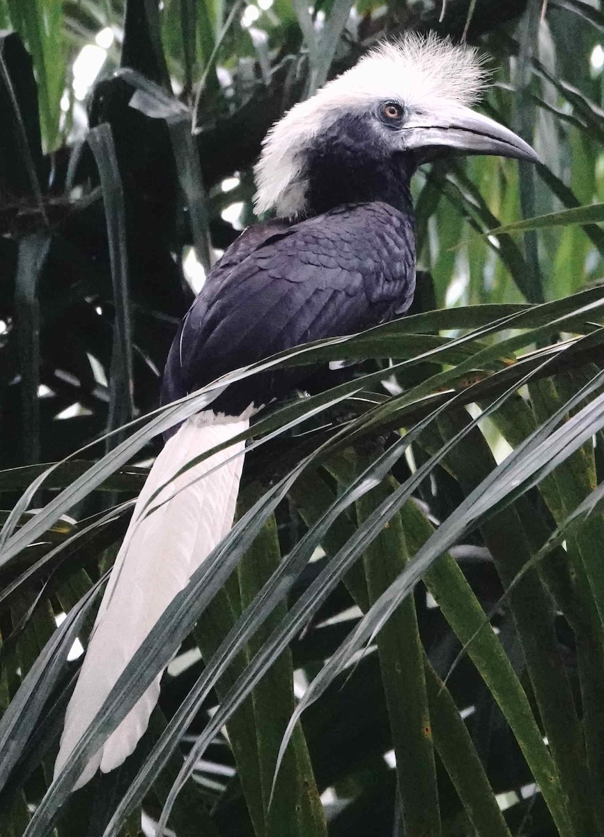 Cálao Cabeciblanco - ML627662861