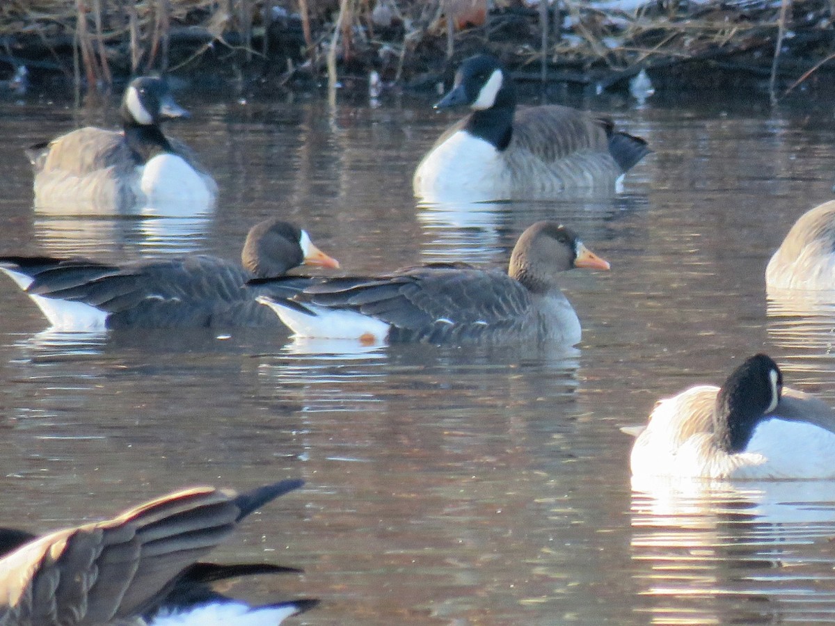 Greater White-fronted Goose (Greenland) - ML627662884