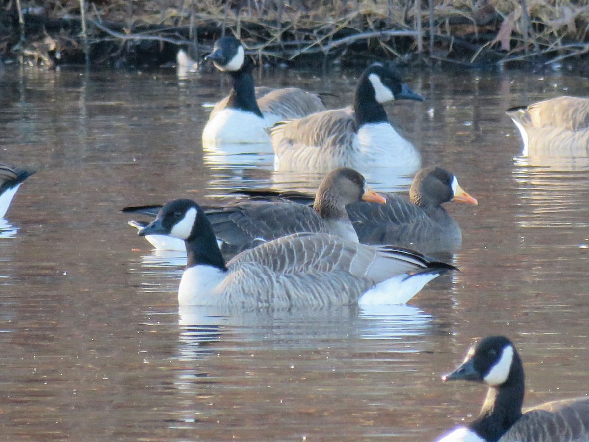 Greater White-fronted Goose (Greenland) - ML627662886