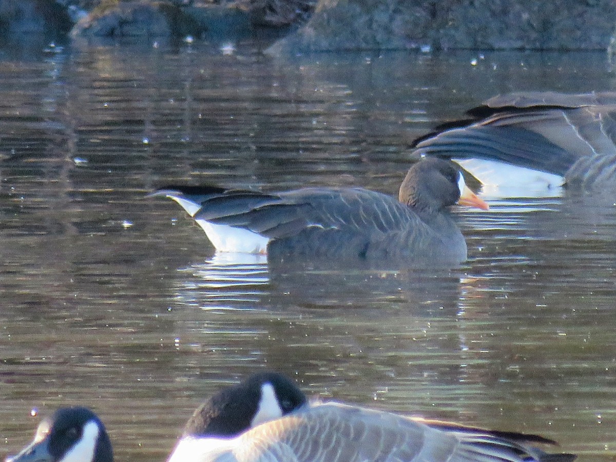 Greater White-fronted Goose (Greenland) - ML627662903