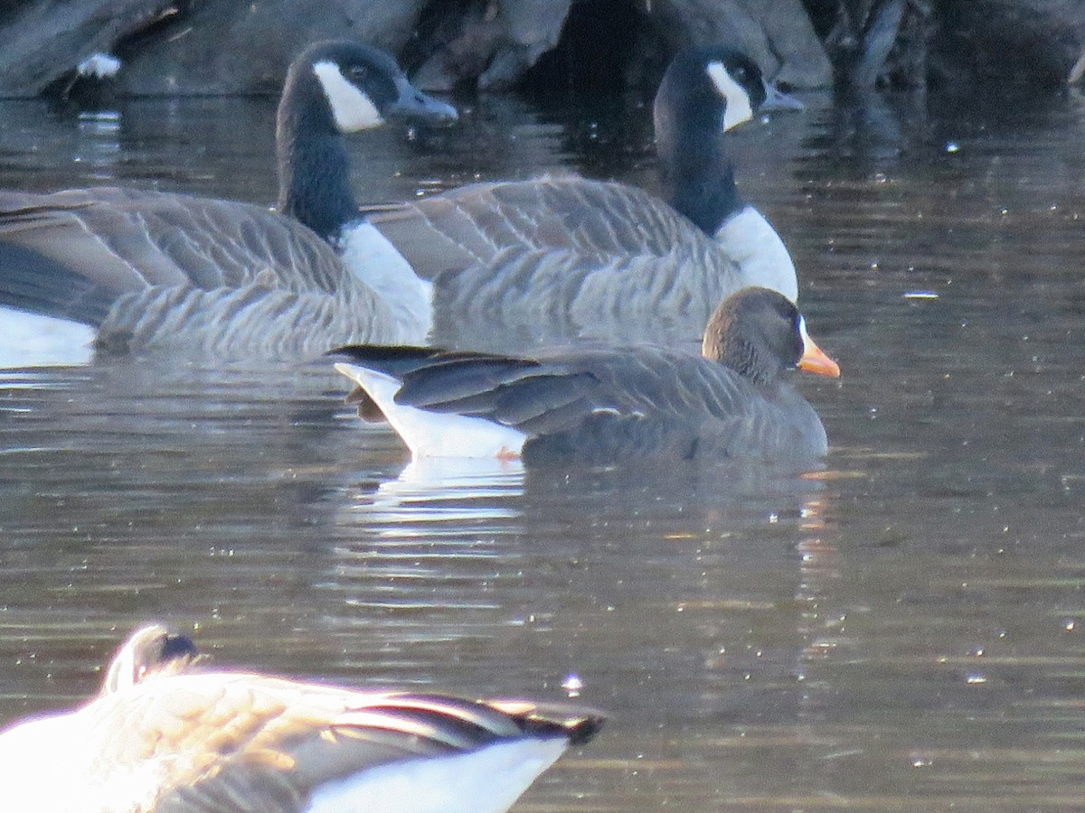 Greater White-fronted Goose (Greenland) - ML627662904