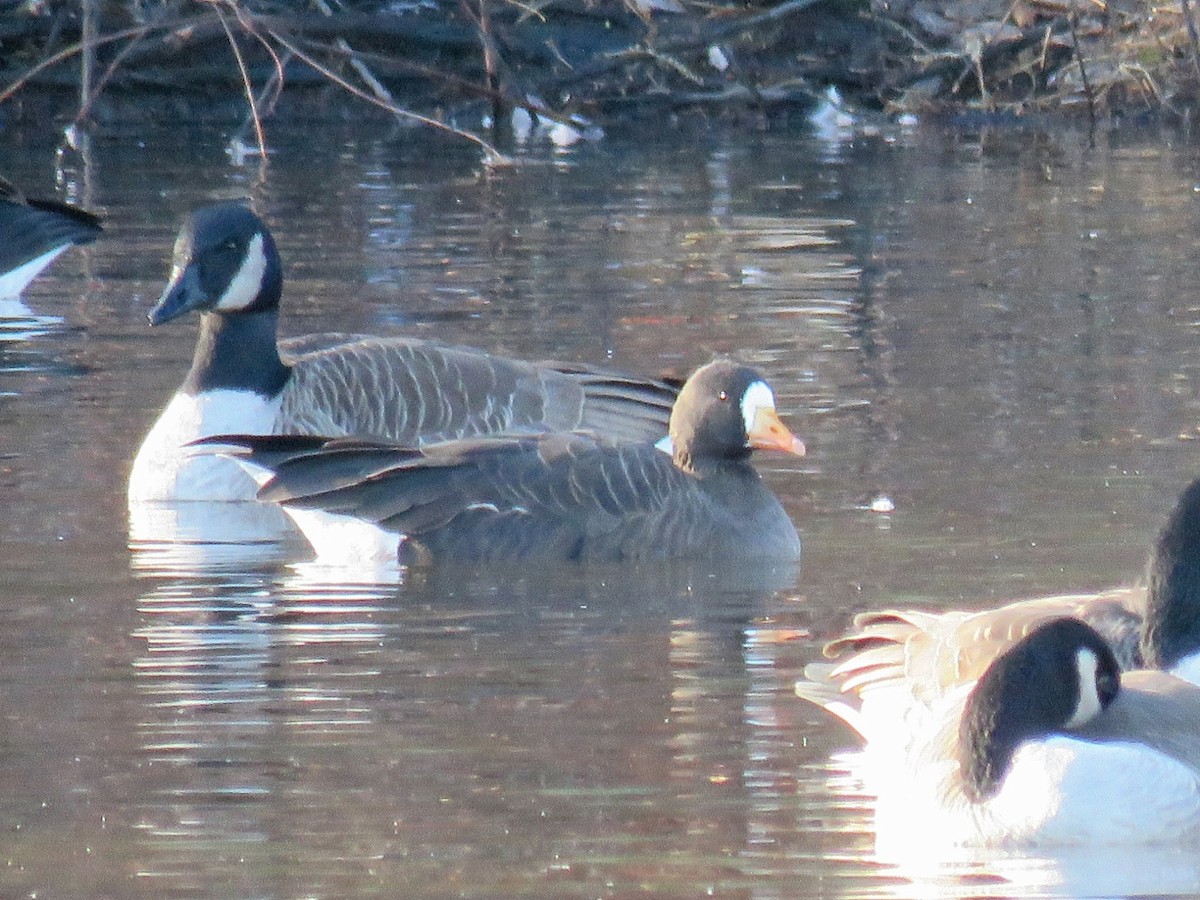 Greater White-fronted Goose (Greenland) - ML627662905