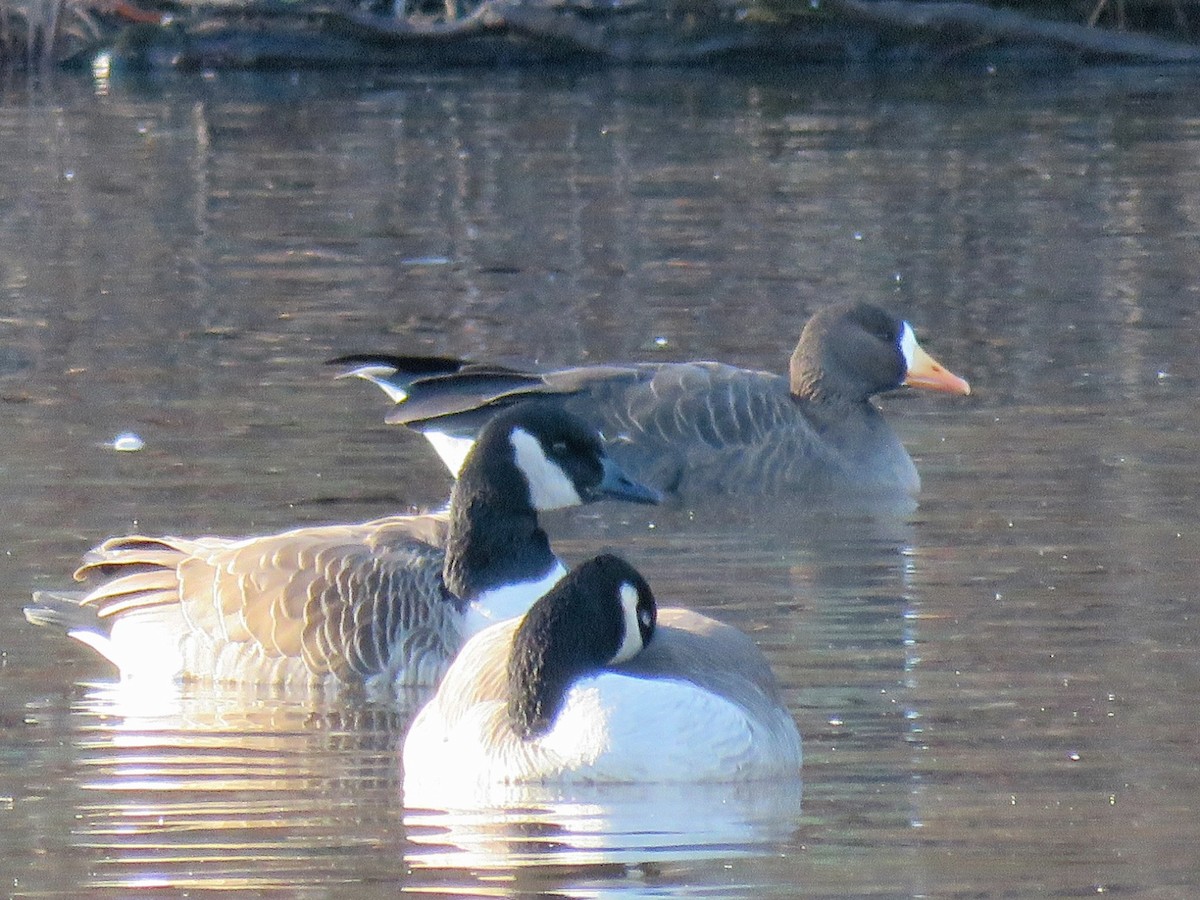 Greater White-fronted Goose (Greenland) - ML627662906