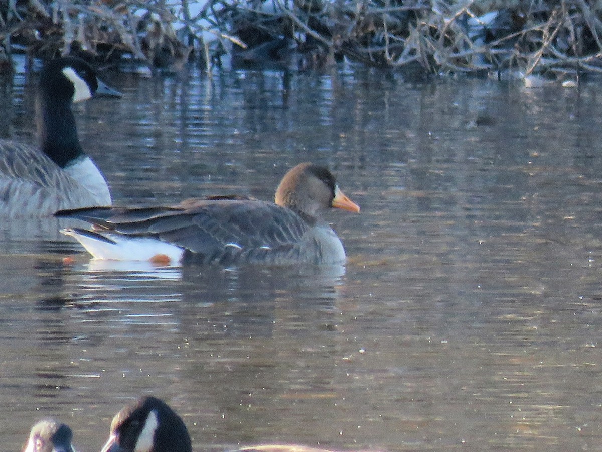 Greater White-fronted Goose (Greenland) - ML627662921