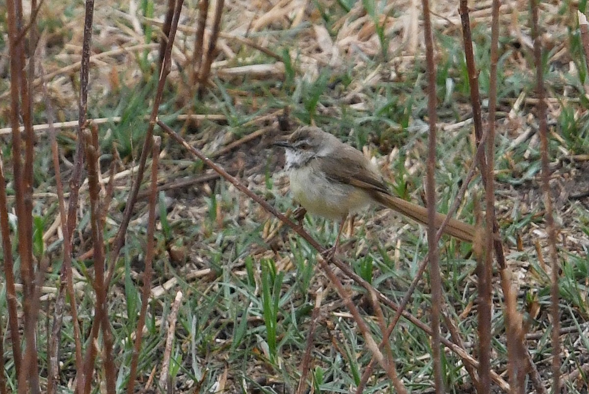 Prinia à plastron - ML627662926