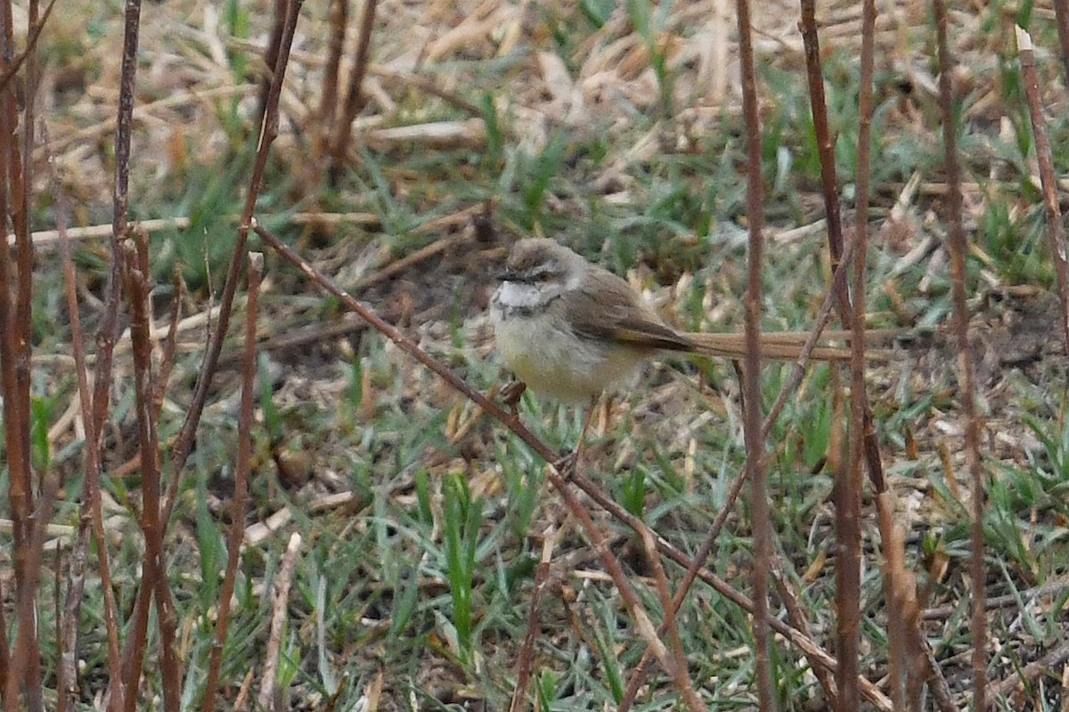 Prinia à plastron - ML627662928