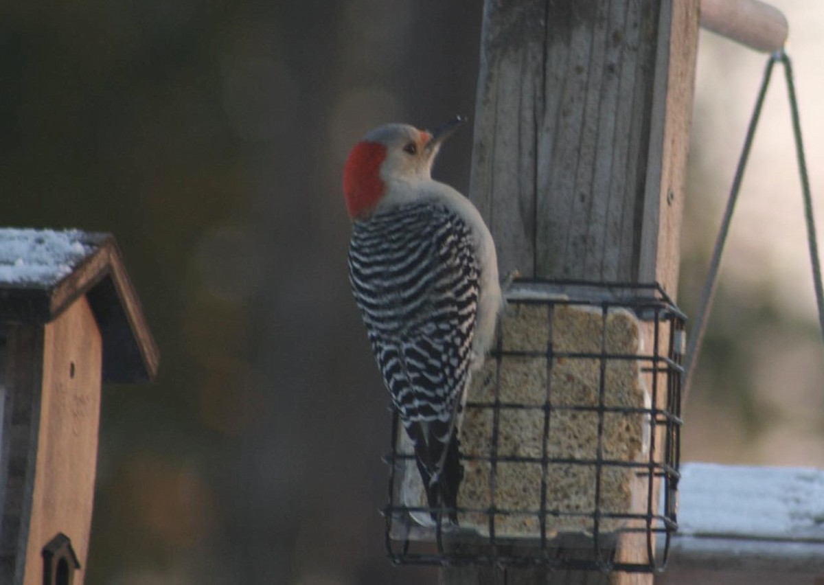 Red-bellied Woodpecker - ML627663006