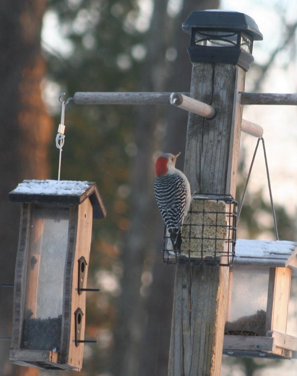 Red-bellied Woodpecker - ML627663007
