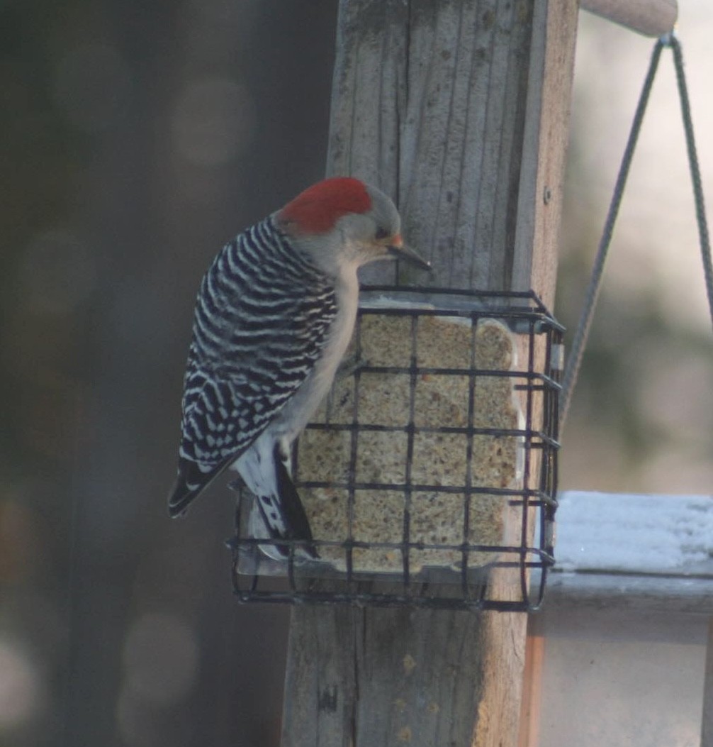 Red-bellied Woodpecker - ML627663008