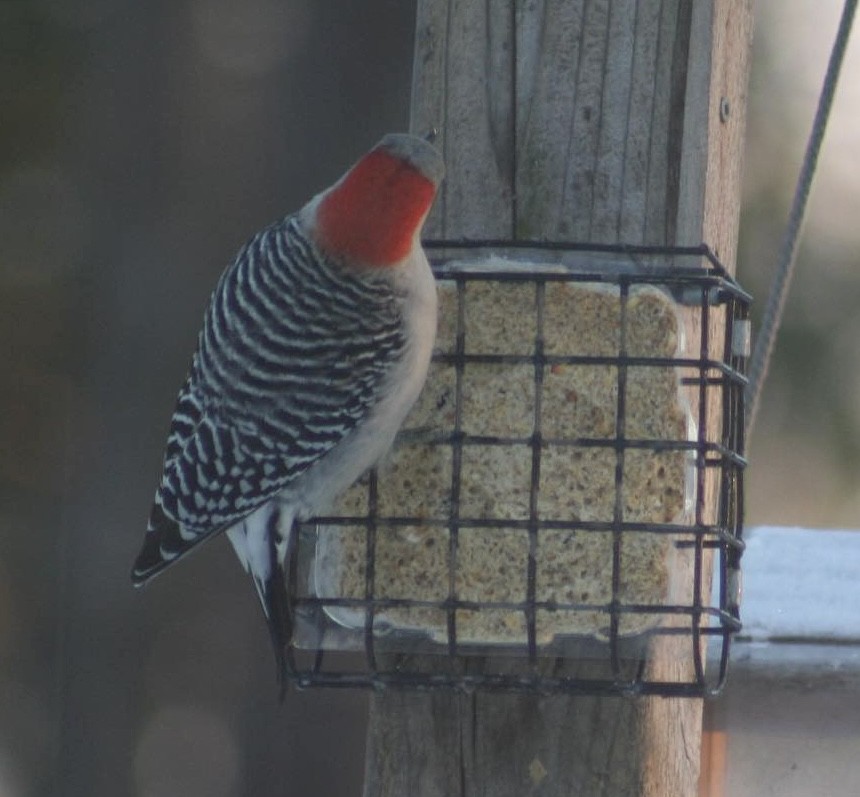Red-bellied Woodpecker - ML627663009