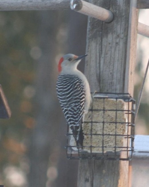 Red-bellied Woodpecker - ML627663010
