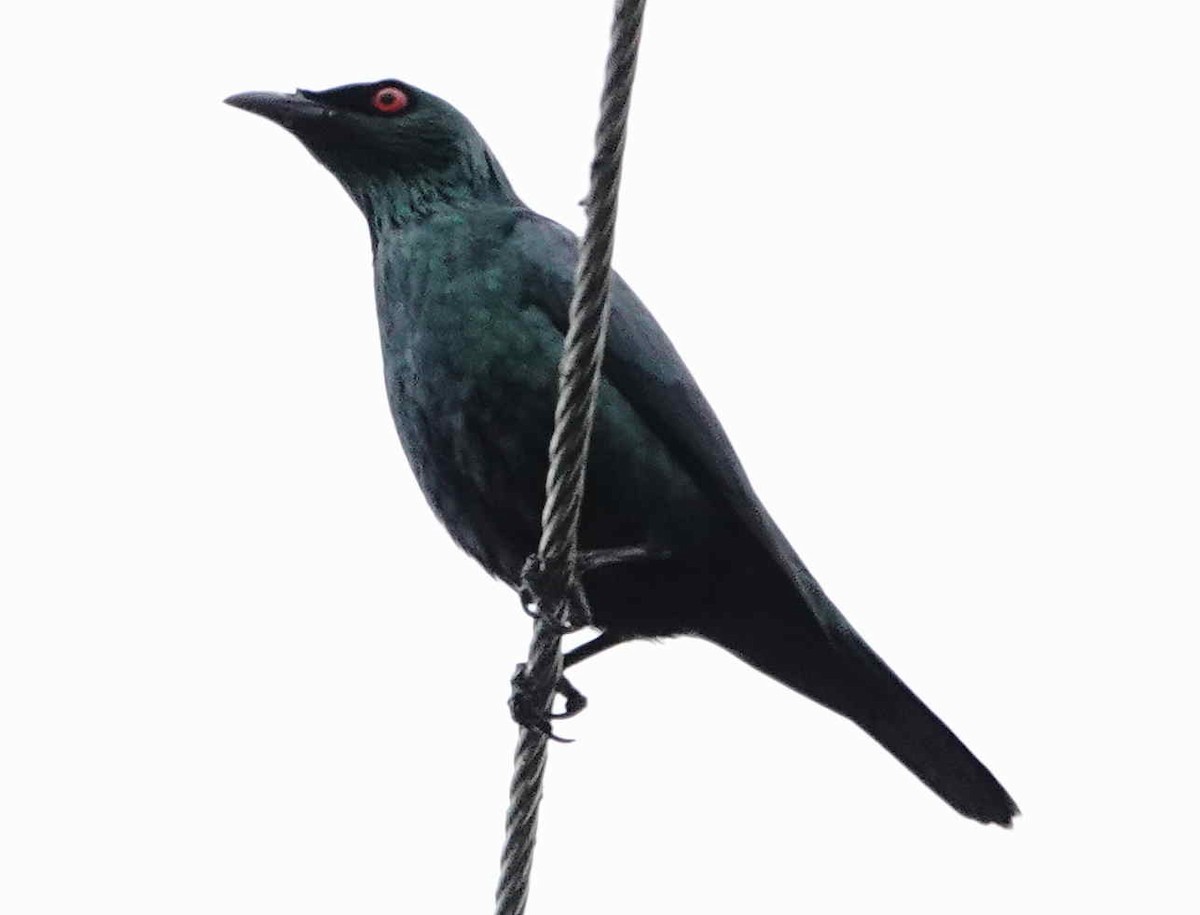 Asian Glossy Starling - ML627663012