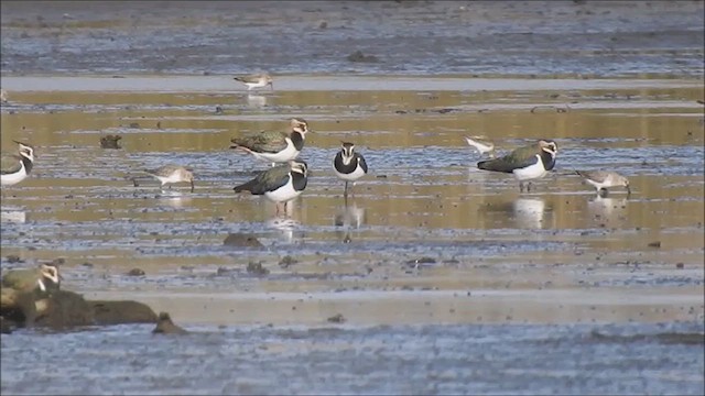 European Golden-Plover - ML627663272