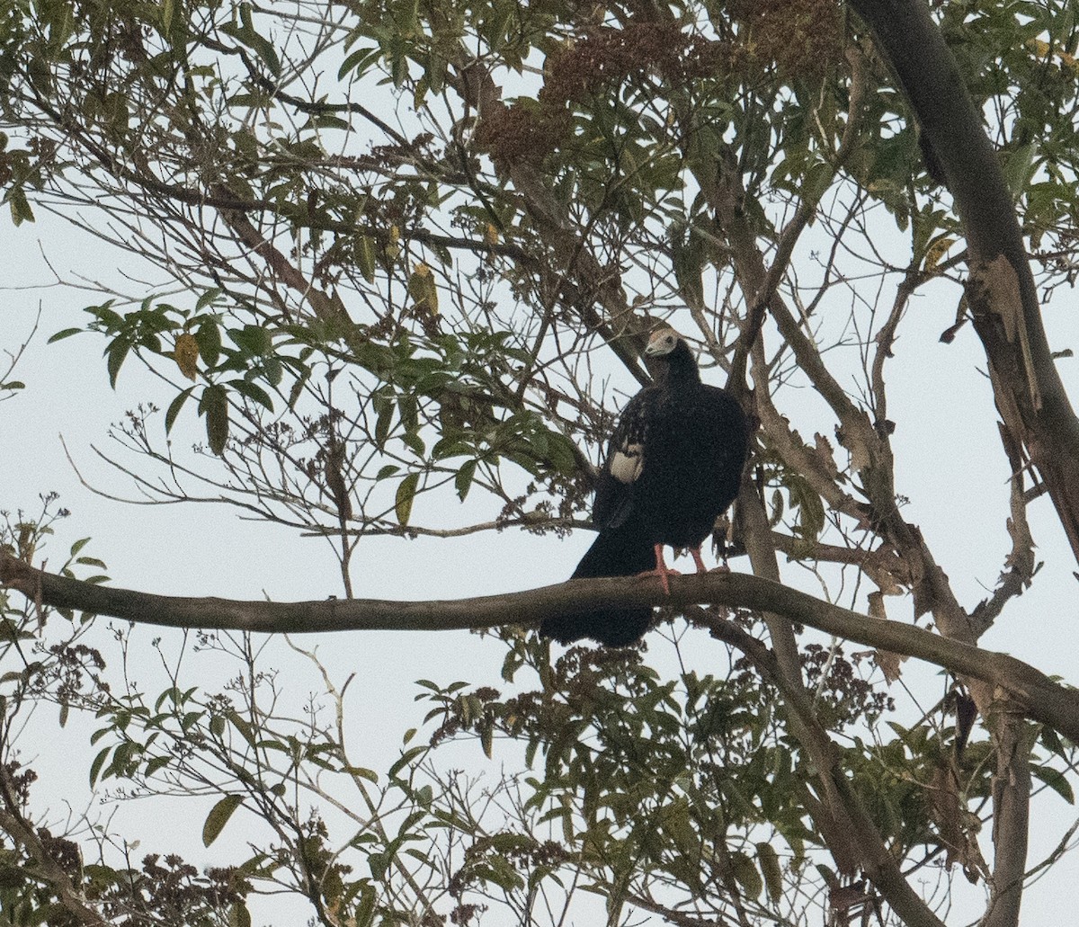 Blue-throated Piping-Guan - ML627663306