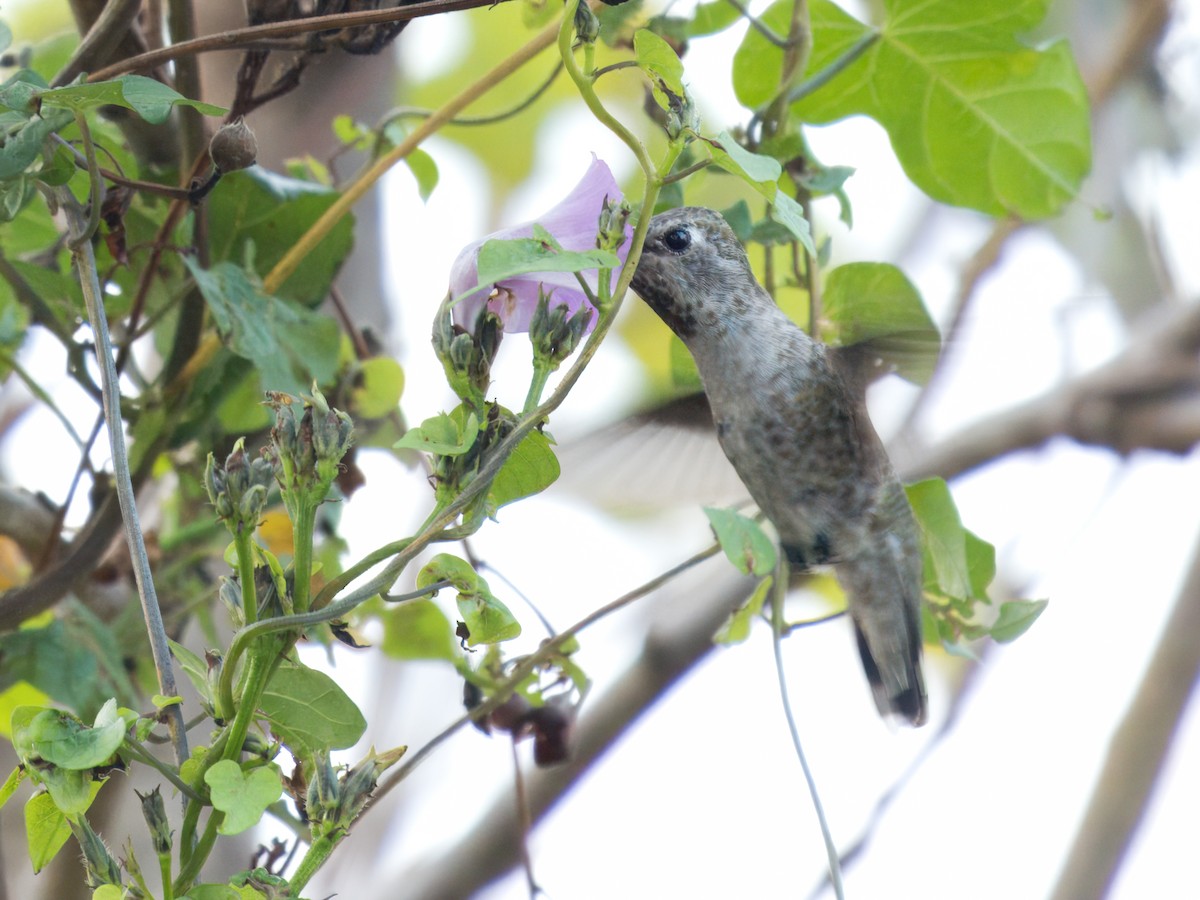 Anna's Hummingbird - ML627663403