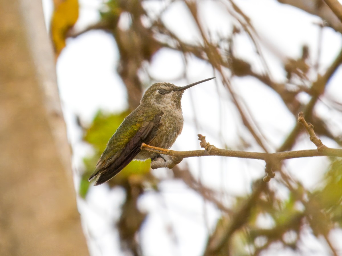 Anna's Hummingbird - ML627663404