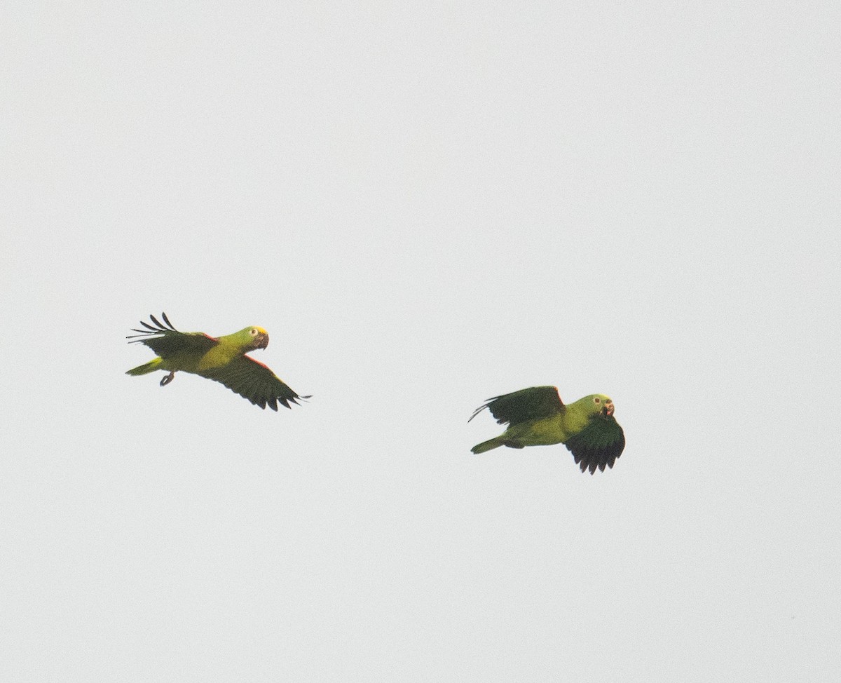 Yellow-crowned Amazon - ML627663446