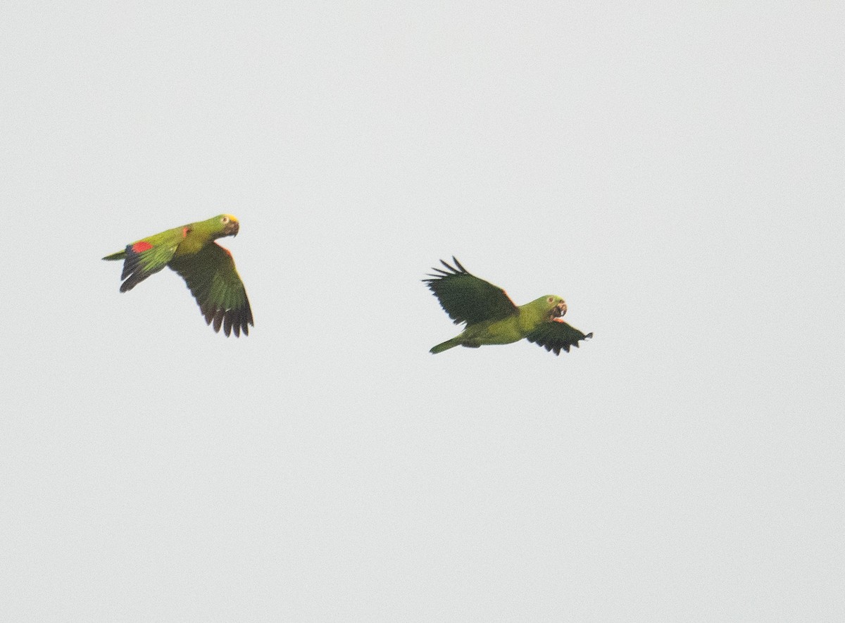 Yellow-crowned Amazon - ML627663447