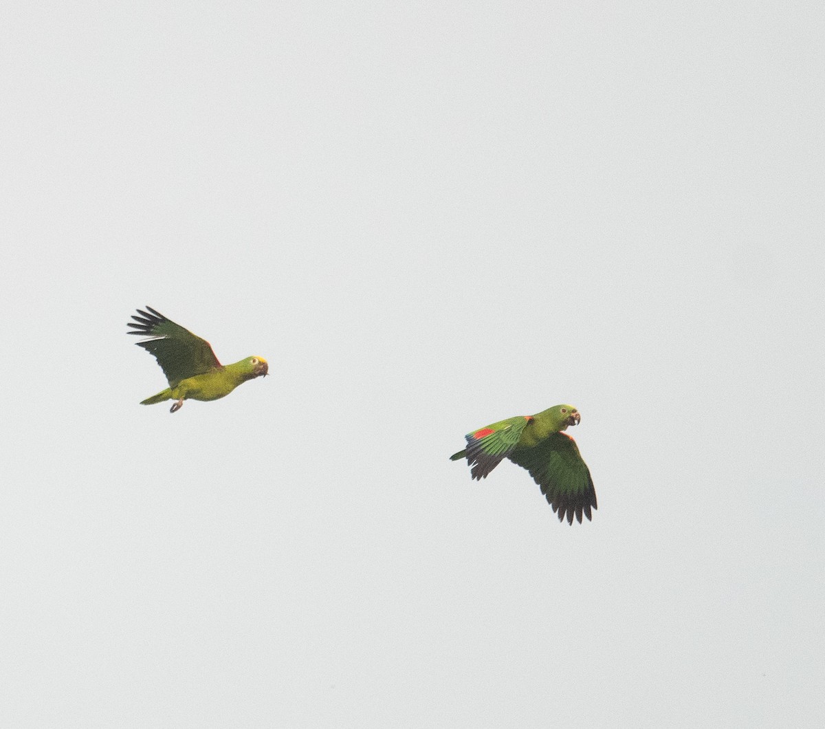 Yellow-crowned Amazon - ML627663448