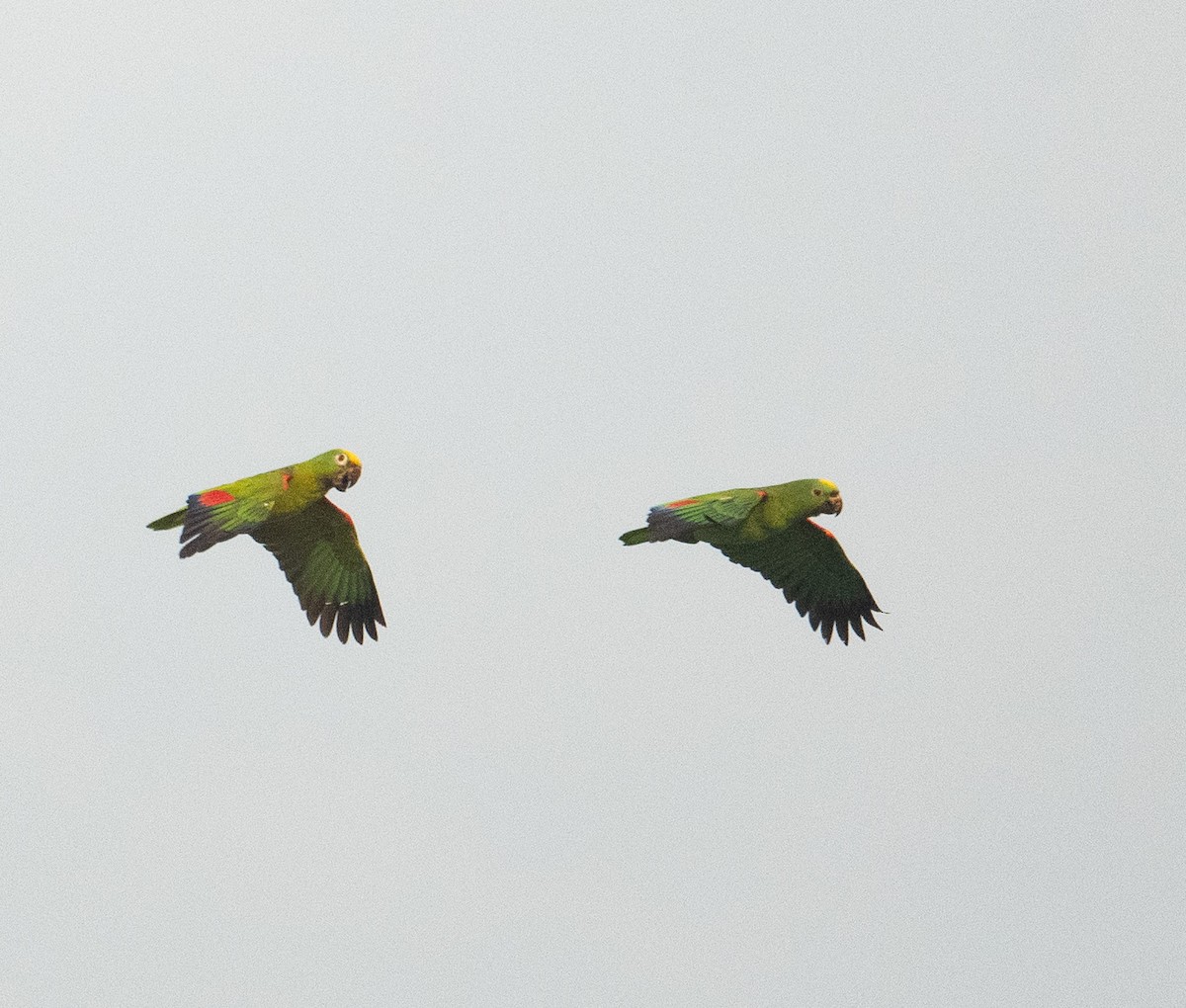 Yellow-crowned Amazon - ML627663449