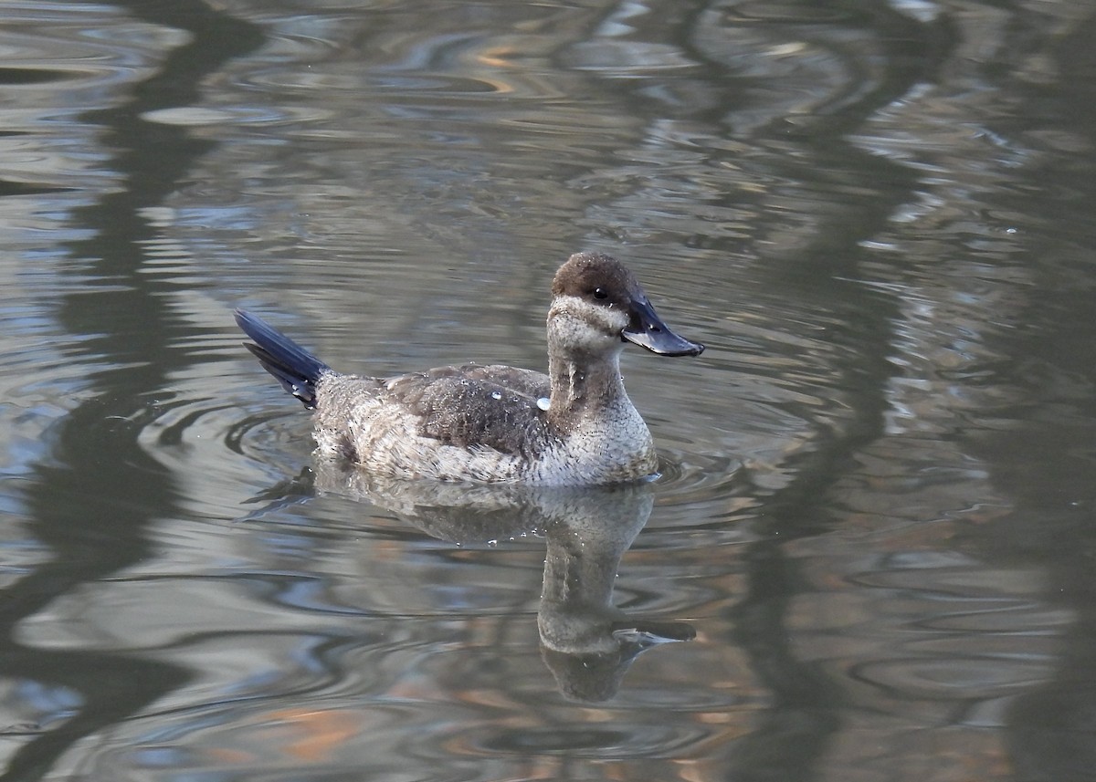 Ruddy Duck - ML627663471
