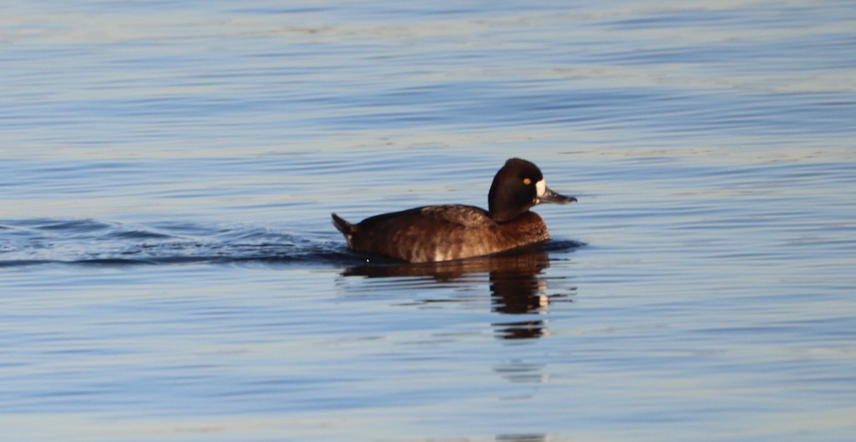 Lesser Scaup - ML627663509