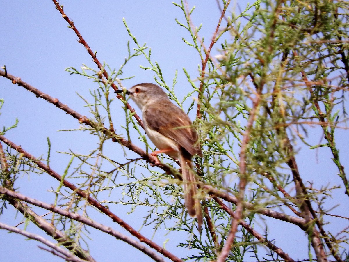 vannprinia - ML627663661