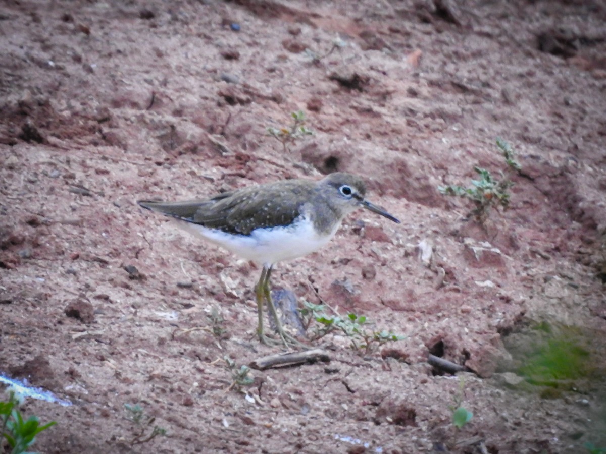 Solitary Sandpiper - ML627663666