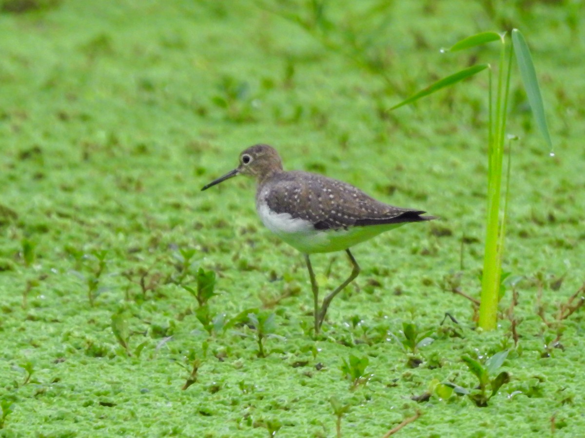 Solitary Sandpiper - ML627663667
