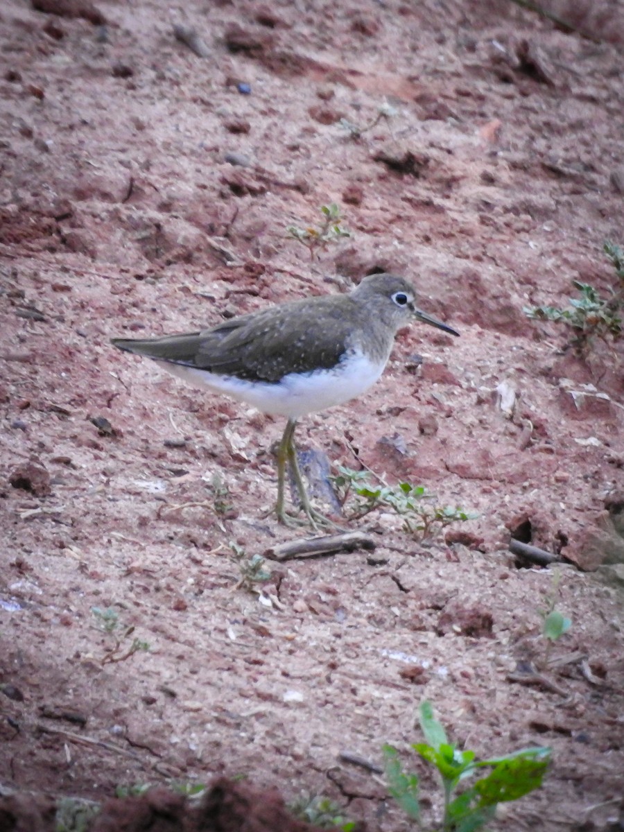 Solitary Sandpiper - ML627663668