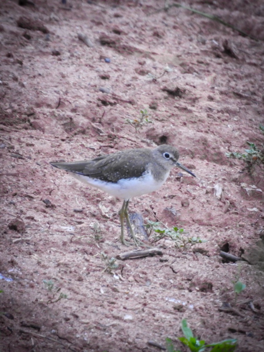 Solitary Sandpiper - ML627663669