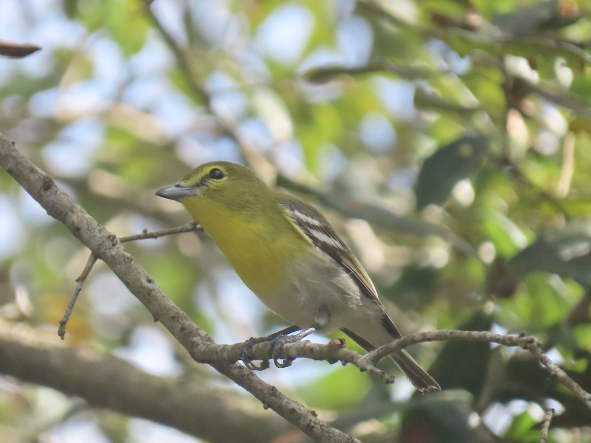 Yellow-throated Vireo - ML627663711