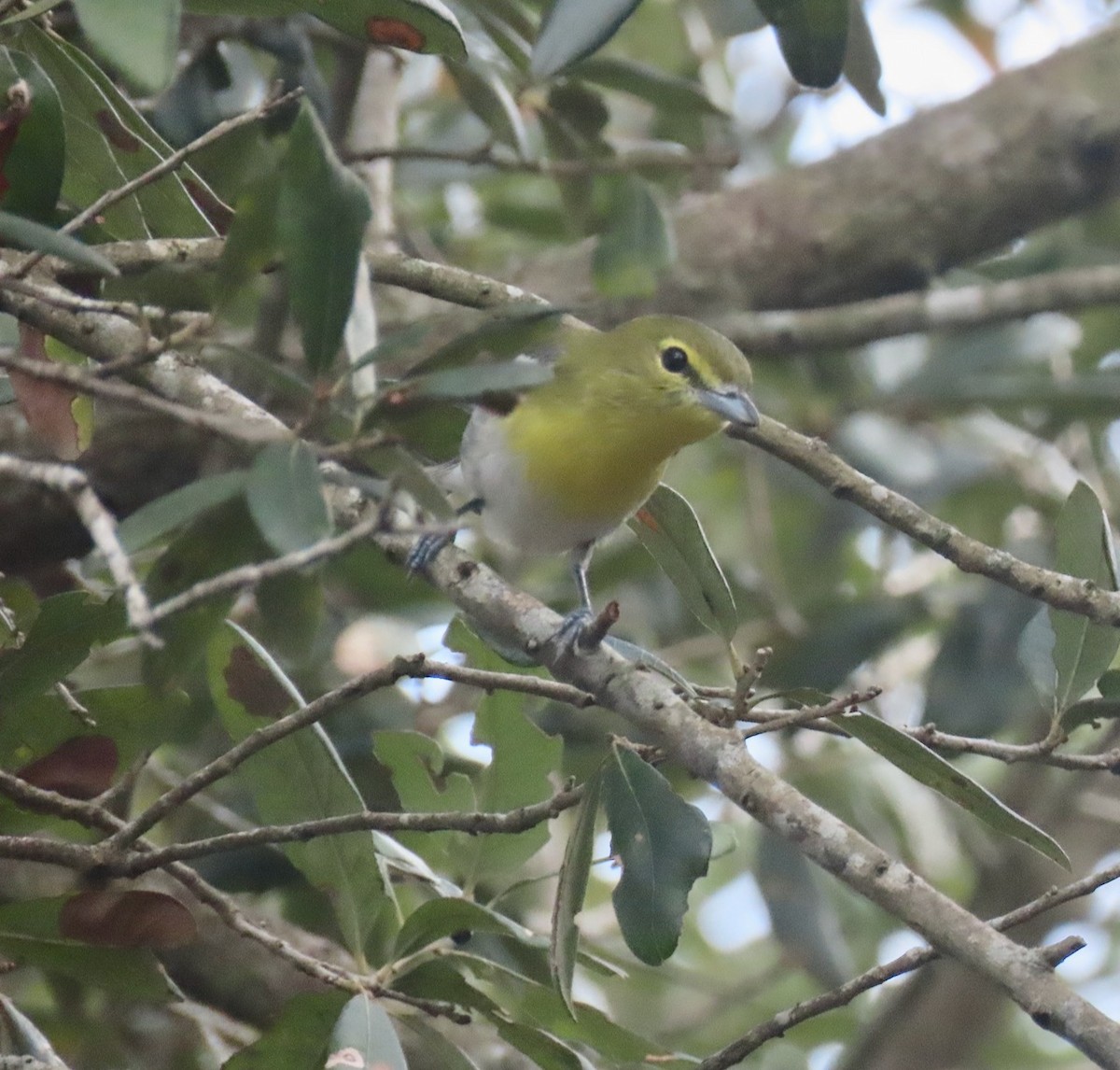 Yellow-throated Vireo - ML627663712