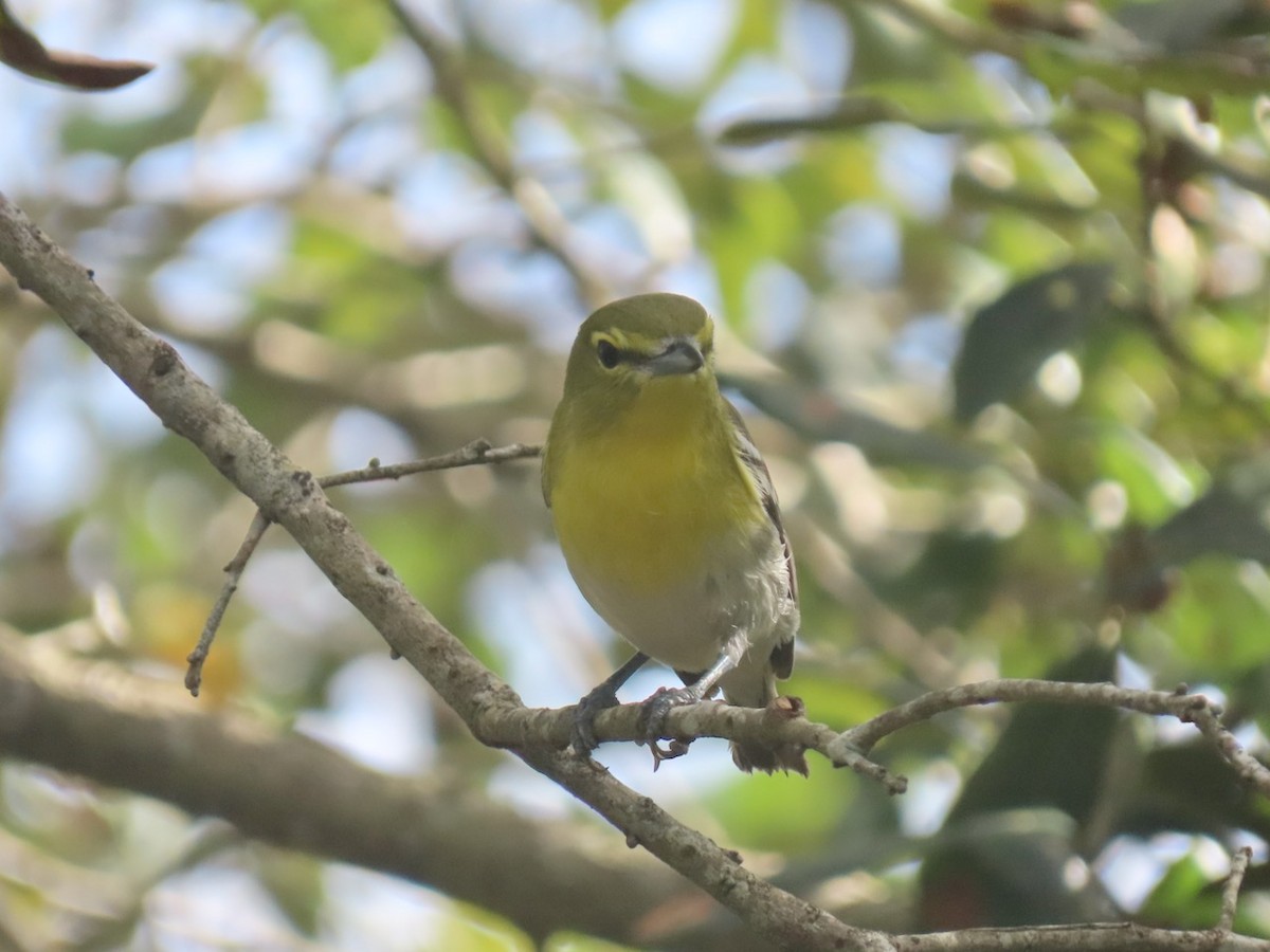 Yellow-throated Vireo - ML627663714