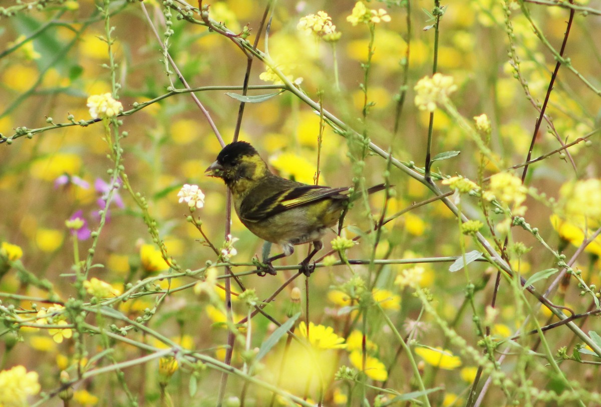 Black-chinned Siskin - ML627663718