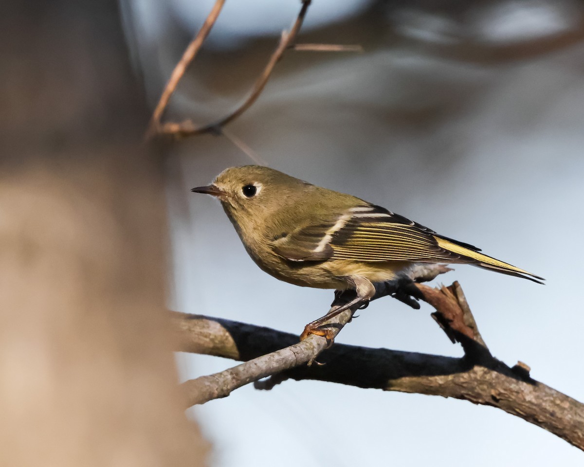 Ruby-crowned Kinglet - ML627663750