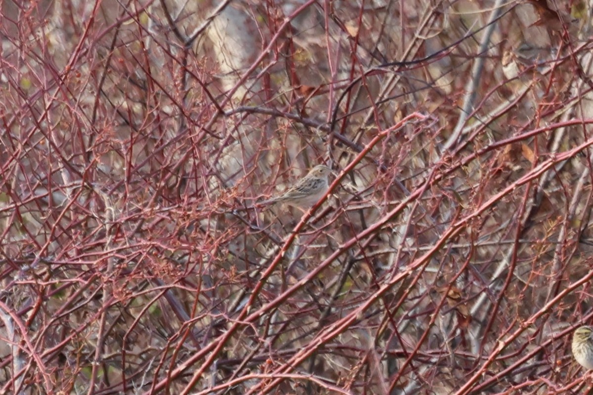 Grasshopper Sparrow - ML627663761
