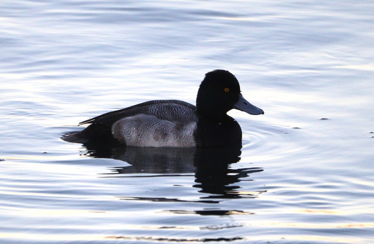 Lesser Scaup - ML627663788